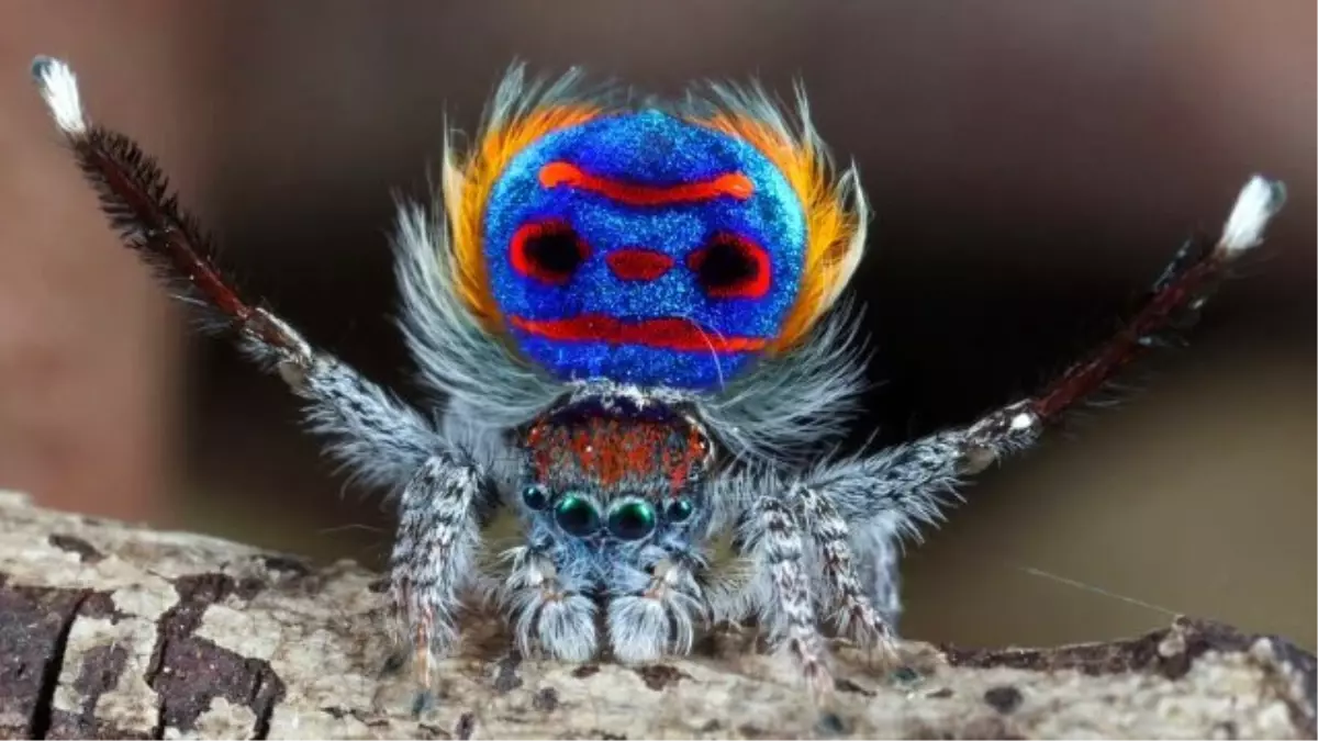 Dişisini Etkilemek İçin Çiftleşme Dansı Yapan Örümcek