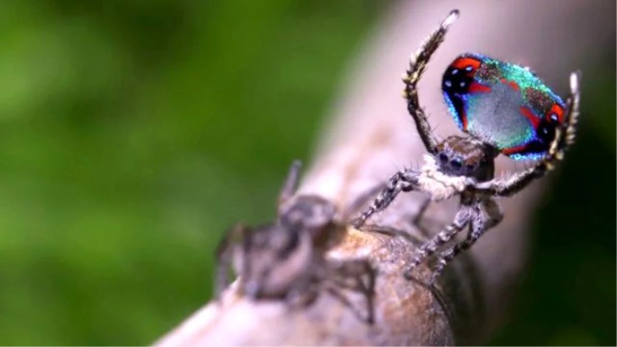 Dişisini Etkilemek İçin Çiftleşme Dansı Yapan Örümcek