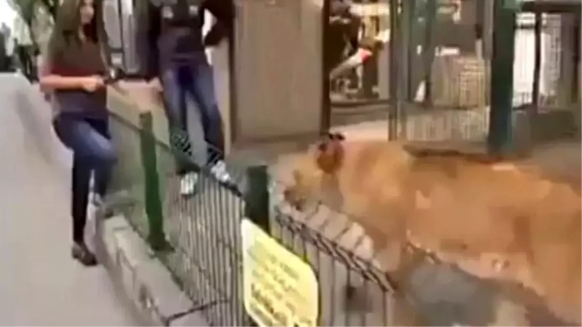 Kadın Muhabire Sarılan Aslan Zorla Ayrıldı