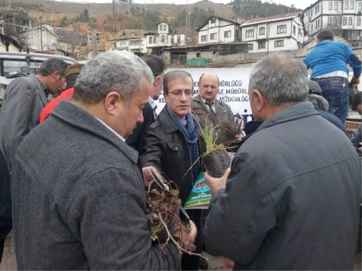 Küre\'de Vatandaşlara Ücretsiz 2 Bin 100 Adet Fidan Dağıtıldı