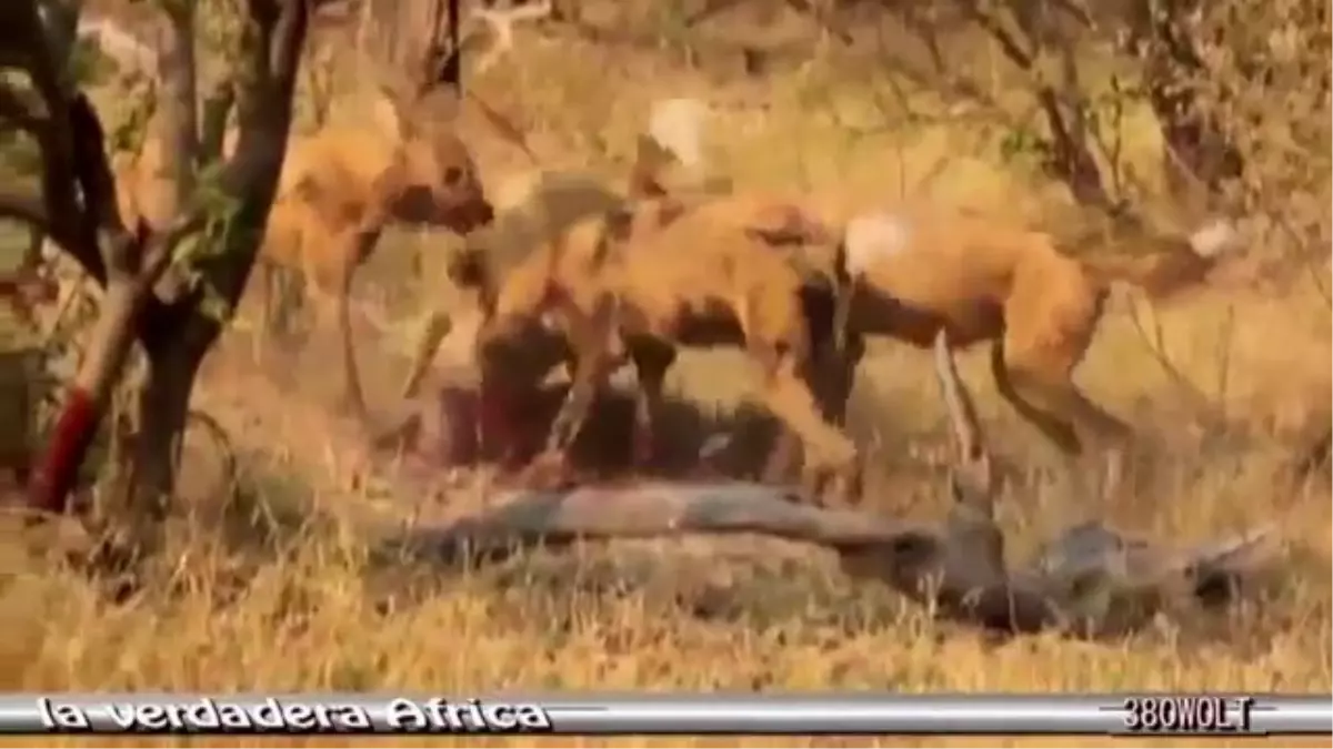 Afrika Köpekleri Hayvanı Canlı Canlı Yediler