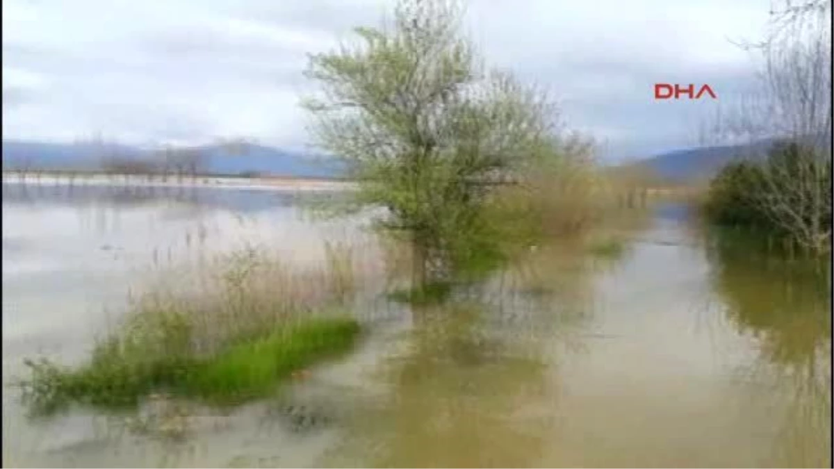 Aydın - Baraj Kapakları Açıldı, Tarım Arazileri Göle Döndü