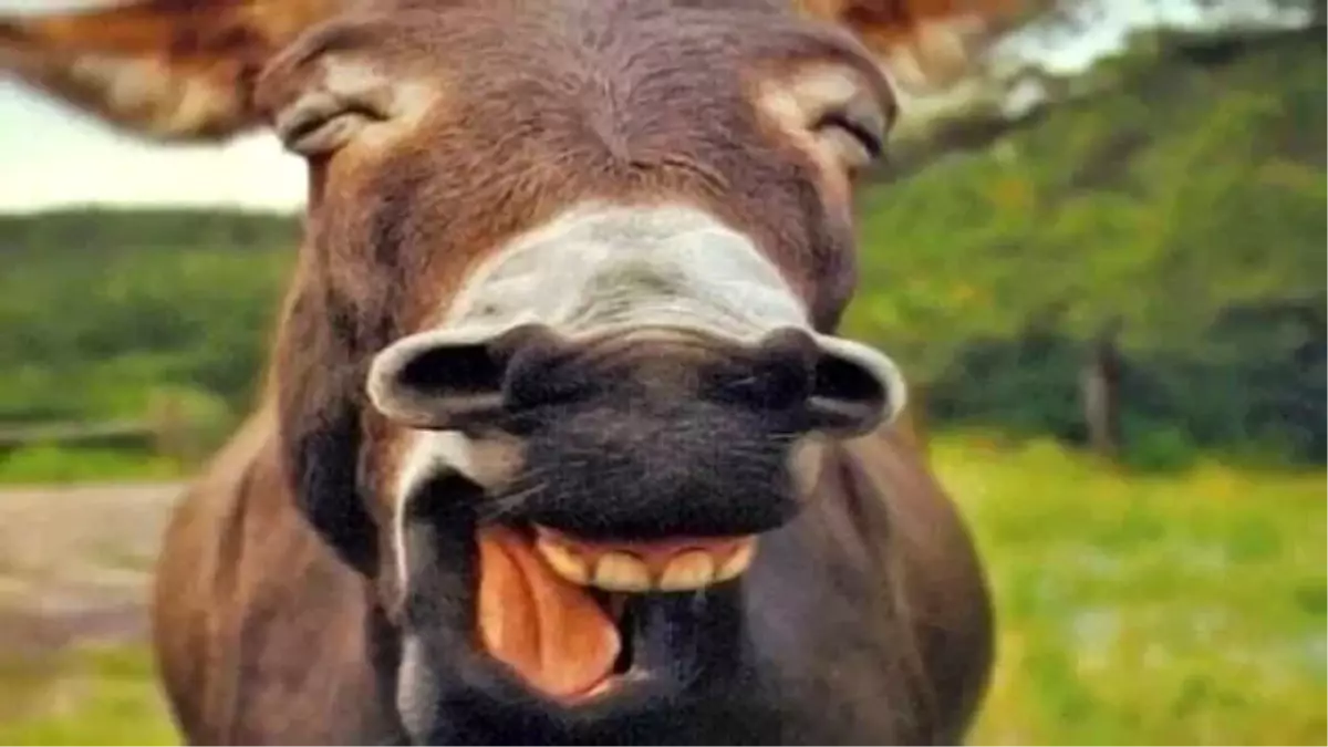 Çok Tatlı Gülümseyen 10 Sevimli Hayvan