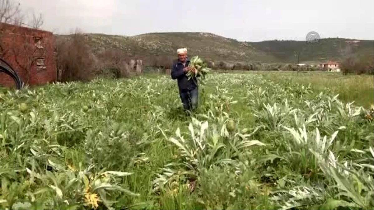 Enginarı Don Vurdu Fiyat İkiye Katlandı