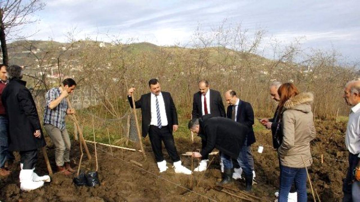Fındık Bahçelerinde Toprak Analizi