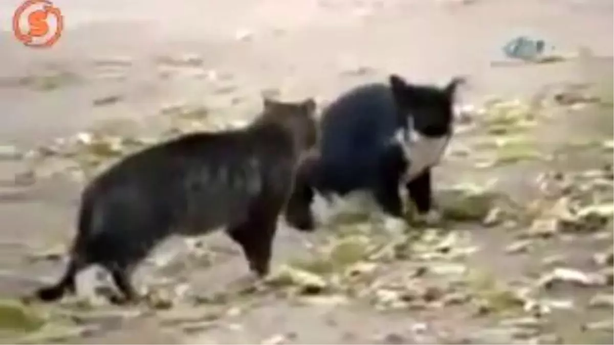 Kavga Eden Kedileri Ayıran Köpek Hayvanlar Alemi