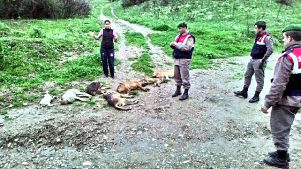 Zehirli Sakatatla 7 Köpek Telef Edildi