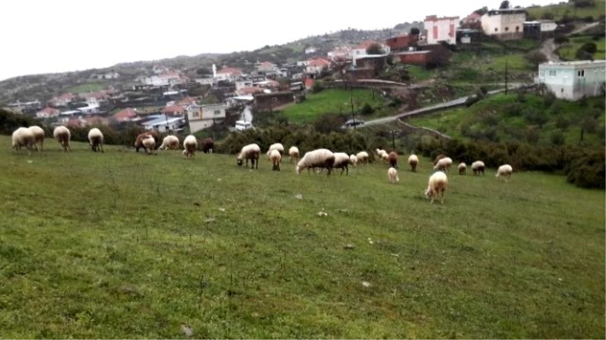 Aydın\'da Kartpostallık Bahar Manzaraları