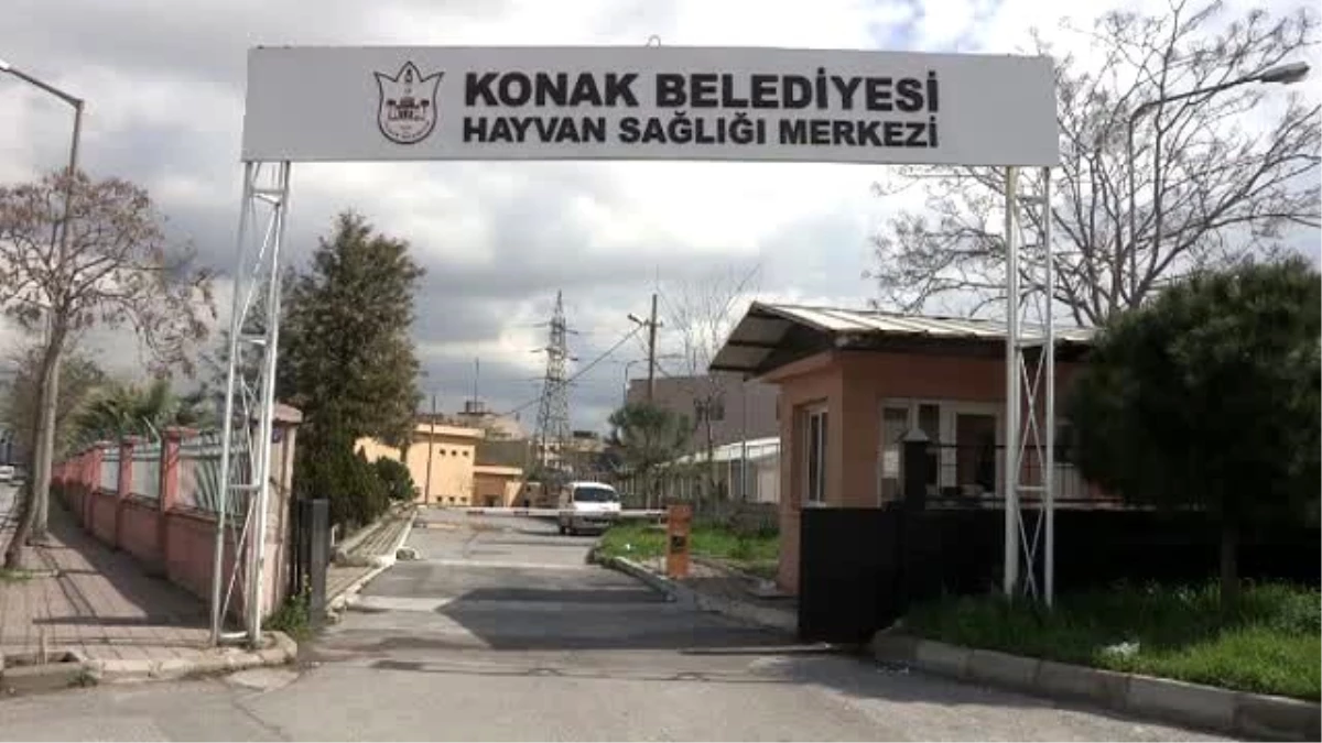 Horoz Dövüşü Operasyonu