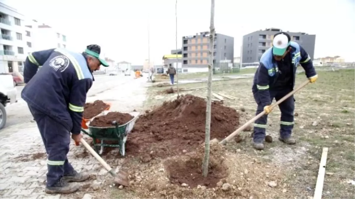 Ihlamurkent Ihlamur Ağacı ile Tanıştı