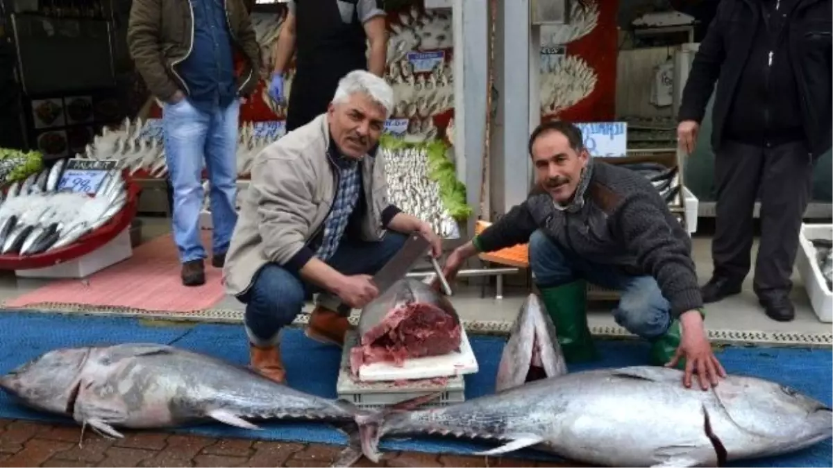 Mersin\'de Yakalanan Orkinos Kayserilileri Şaşırttı