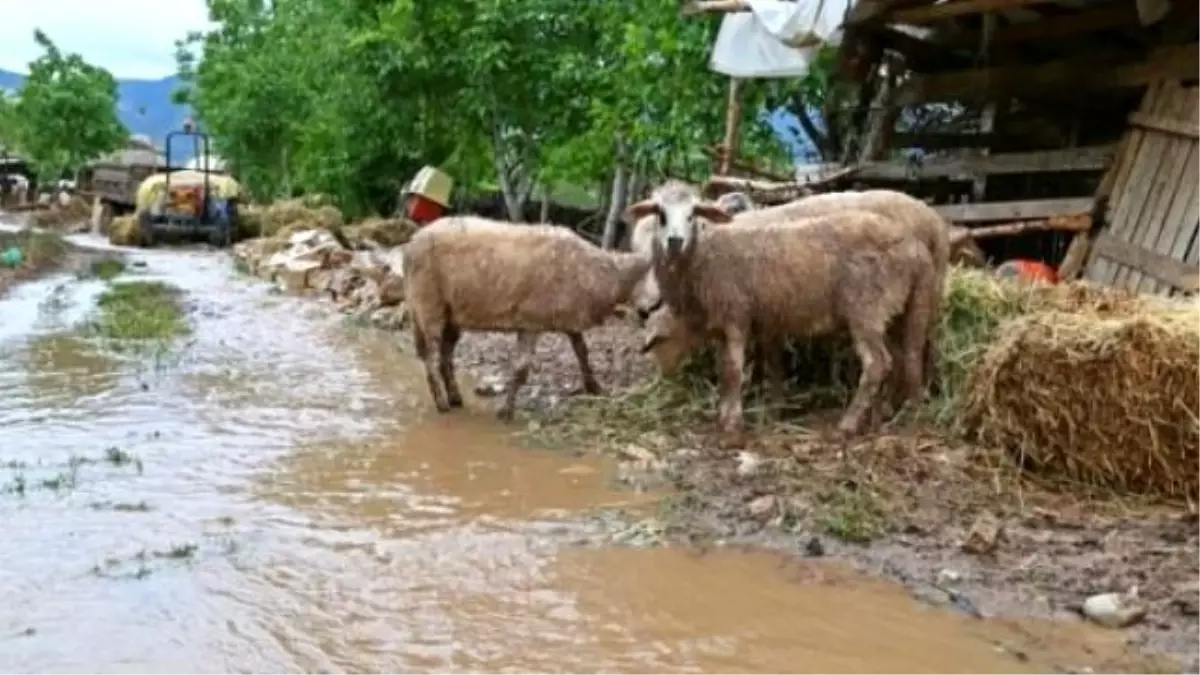 Muş\'ta Sel ve Su Taşkını