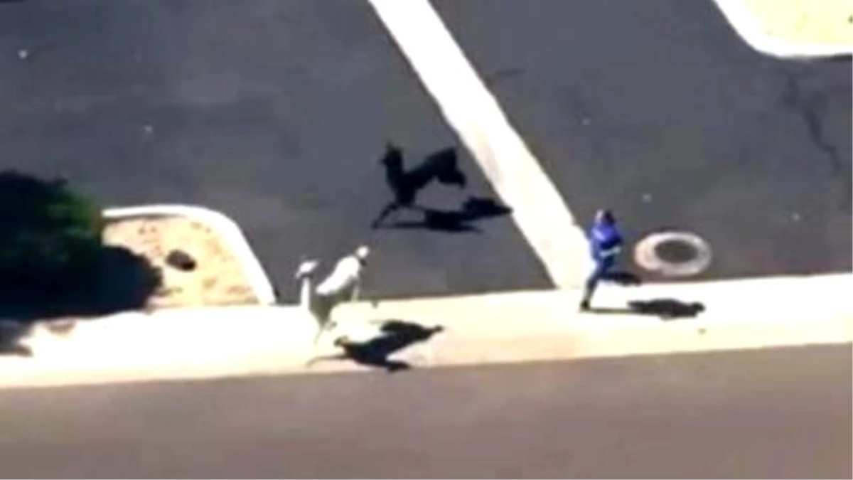 Runaway Llamas Forced Into Retirement