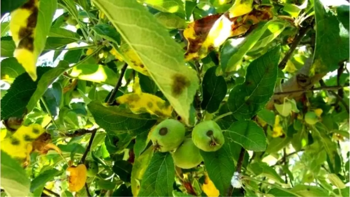 Elma-armut Karalekesi Hastalığına Dikkat