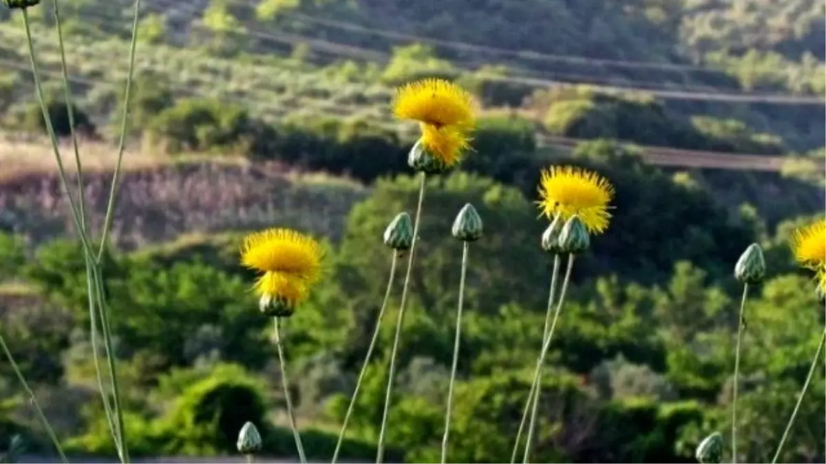 Tüllüşah\'lar İçin Koruma Çalışmaları Başlatıldı