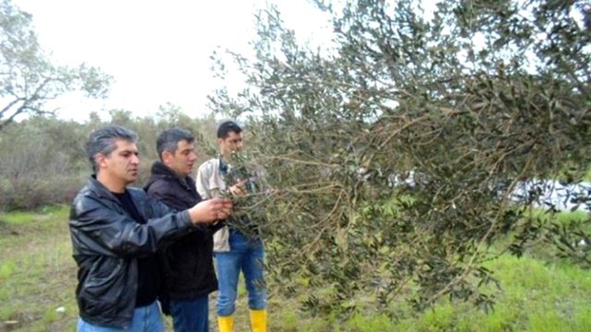 Burhaniye\'de Zeytin Ağaçlarında Hastalık Takibi