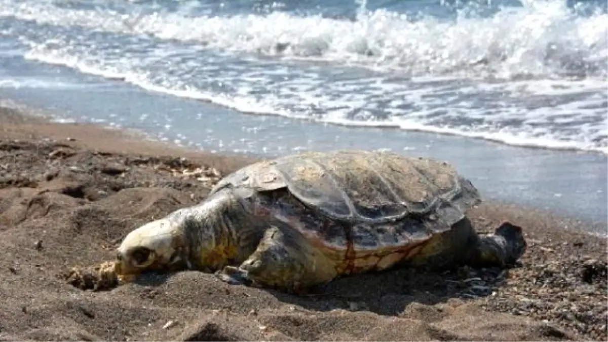 Dikili\'de Ölü Caretta Caretta Bulundu