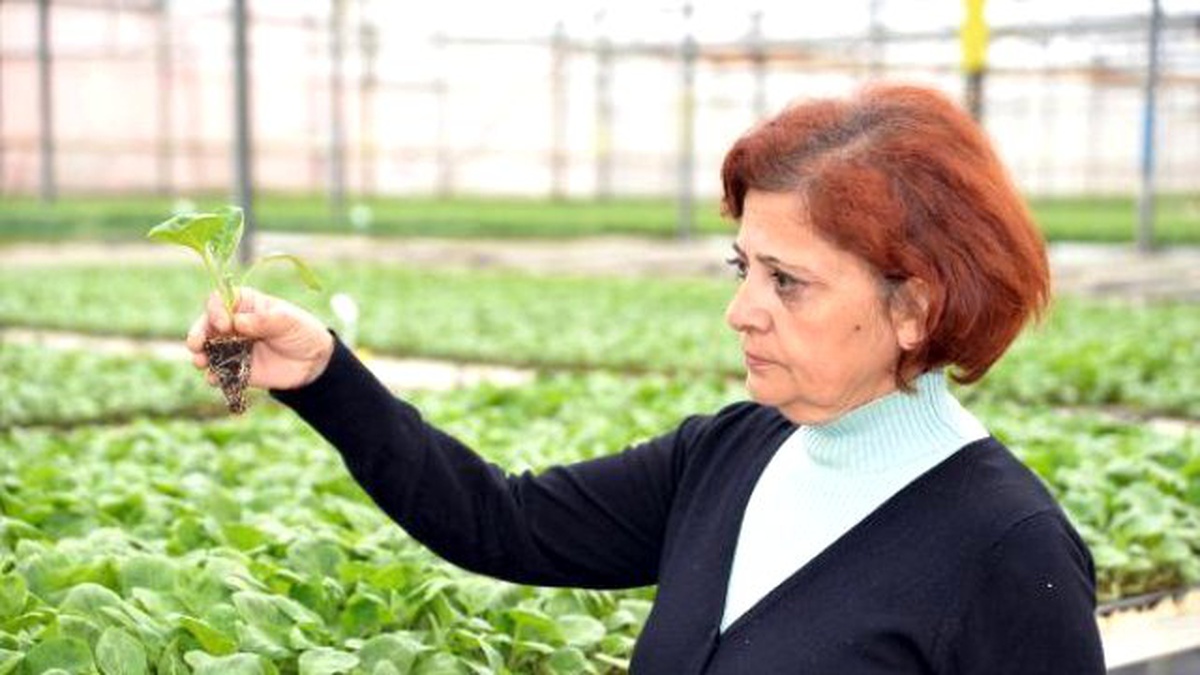 Erken Üretim İçin Tohum Yerine Fide