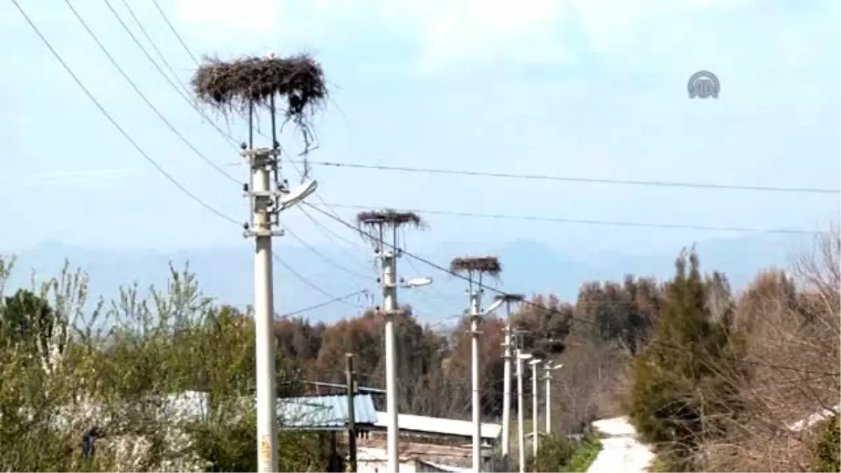 Leyleklerin Güvenliği İçin Seferber Oluyorlar