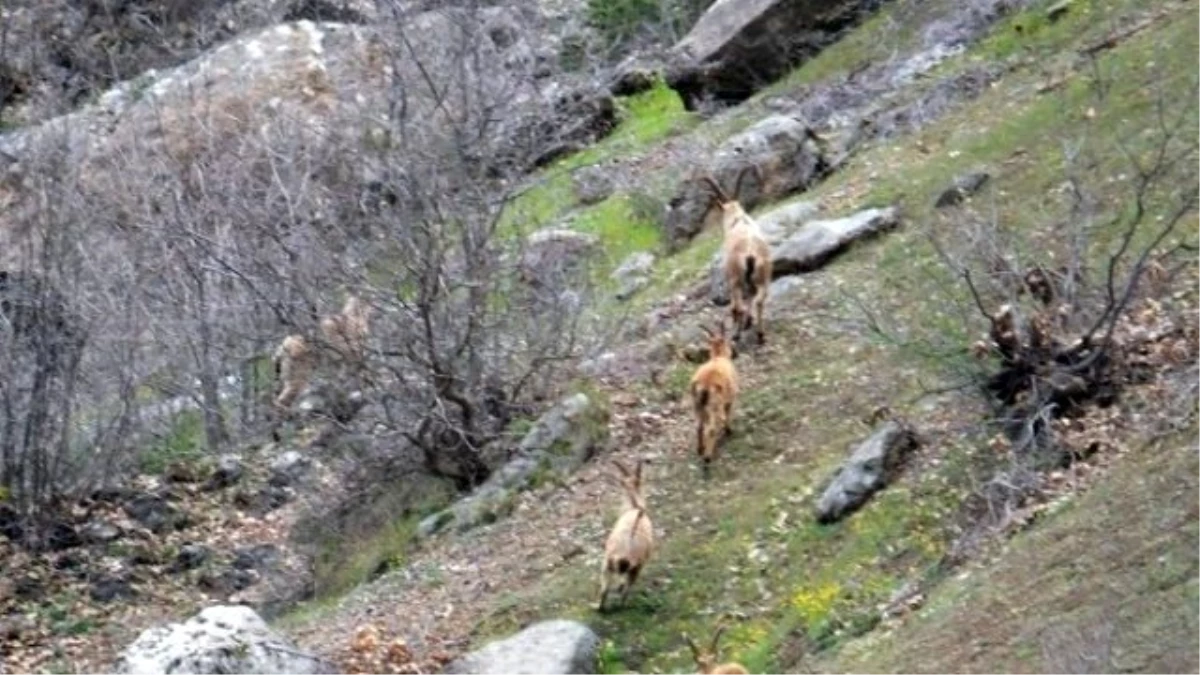 Yaban Dağ Keçileri Sürü Halinde Görüntülendi