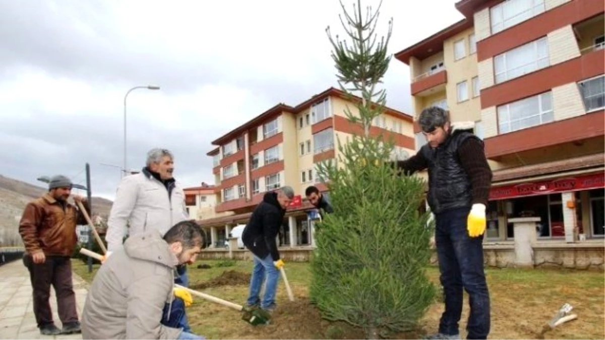 Bayburt Belediyesi\'nden Ağaçlandırma Hamlesi