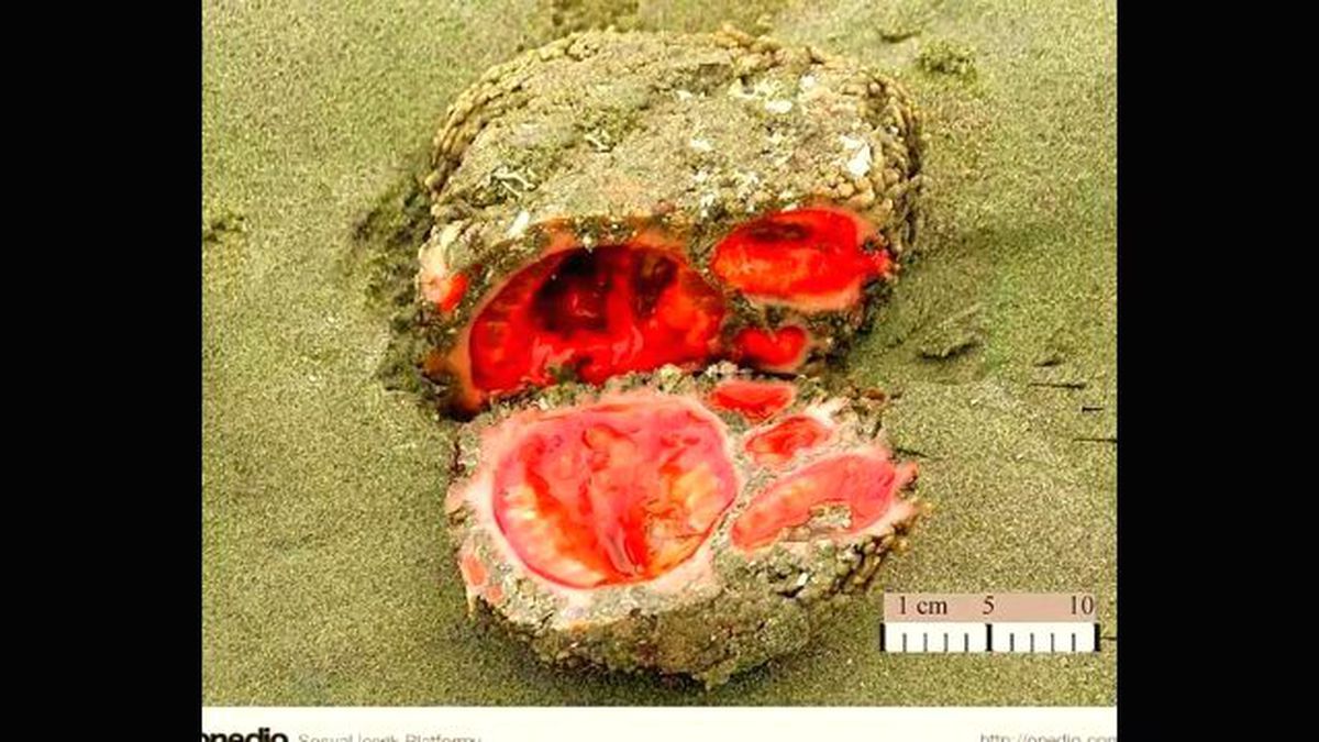 Dünyanın En Nadir Bulunan 10 Hayvanı