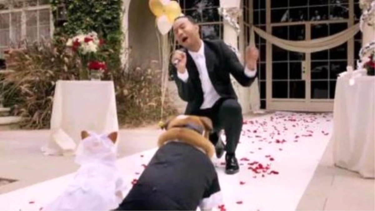 John Legend Performs Dog Wedding In Hilarious Video