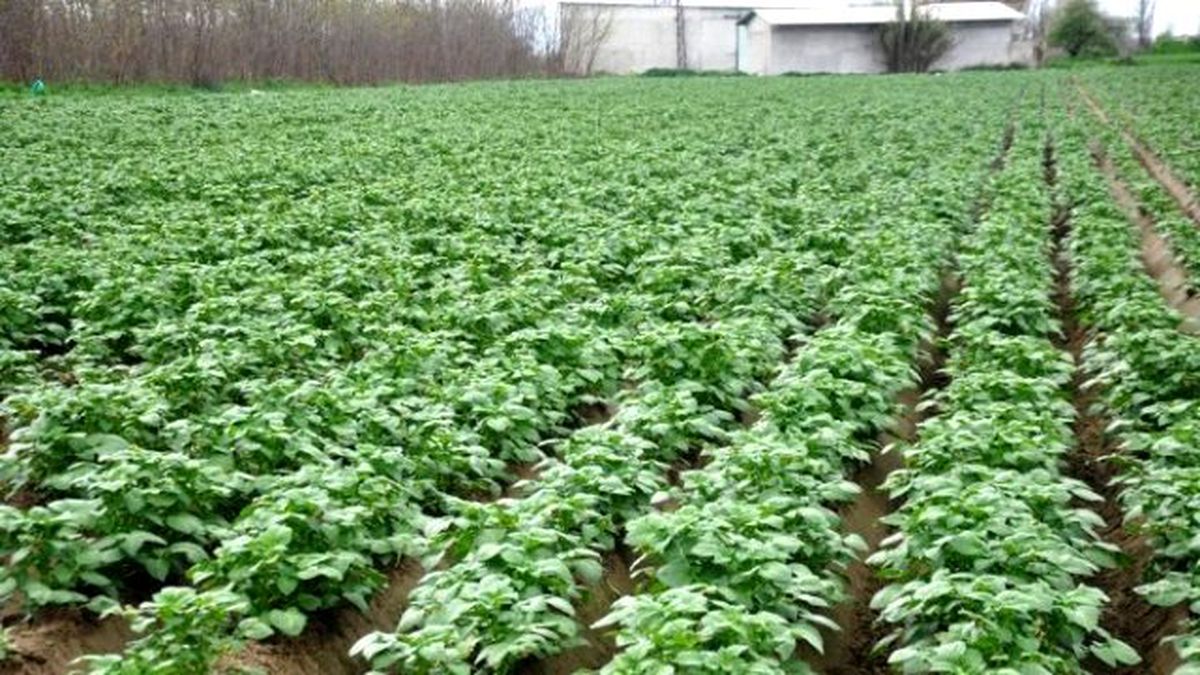 Ödemiş\'te Patates Hasadı İçin Üretici Gün Sayıyor