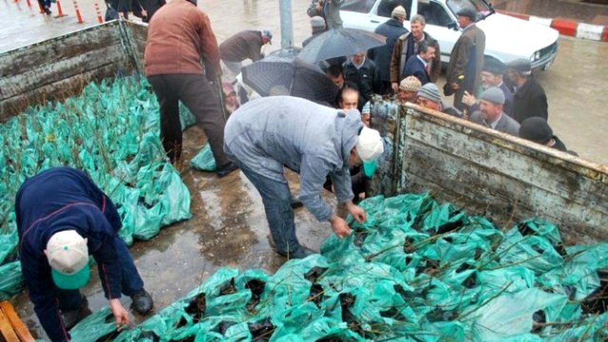 Pazarlar\'da Ücretsiz 3 Bin Adet Fidan Dağıtıldı