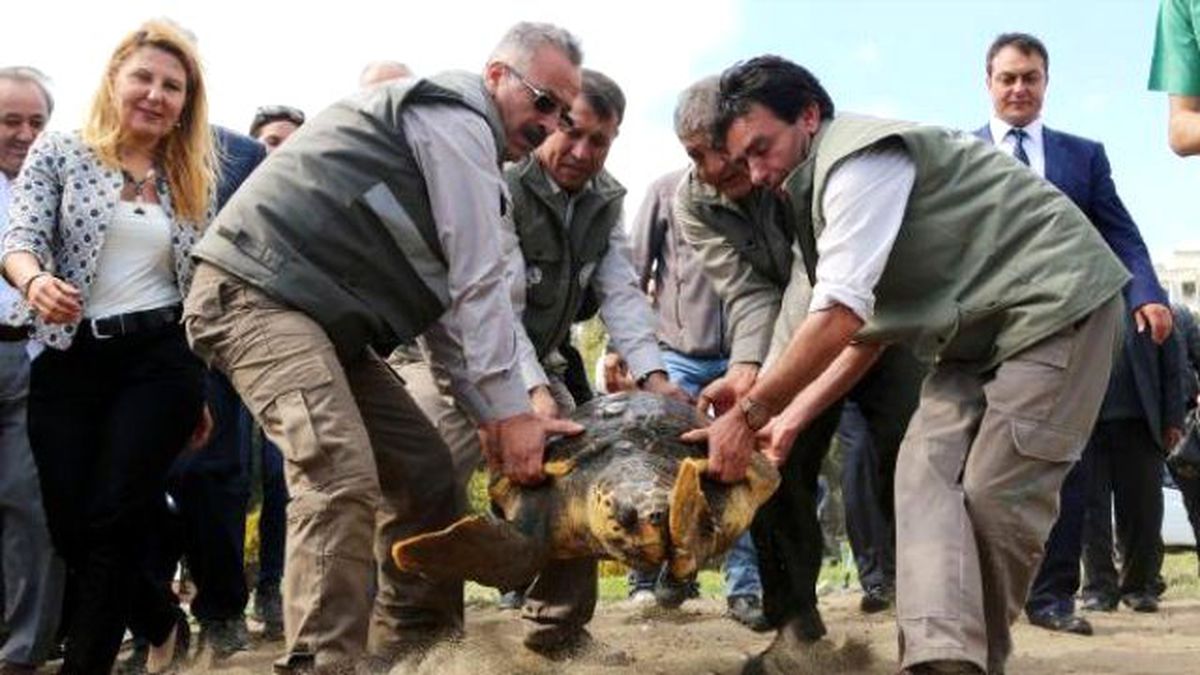 Tedavi Edilen Kaplumbağalar Törenle Denize Bırakıldı
