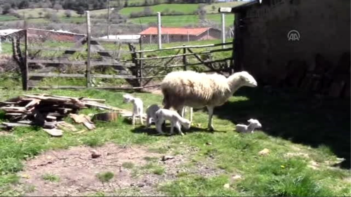 Bayramiç\'te Bir Koyun Beşiz Doğurdu