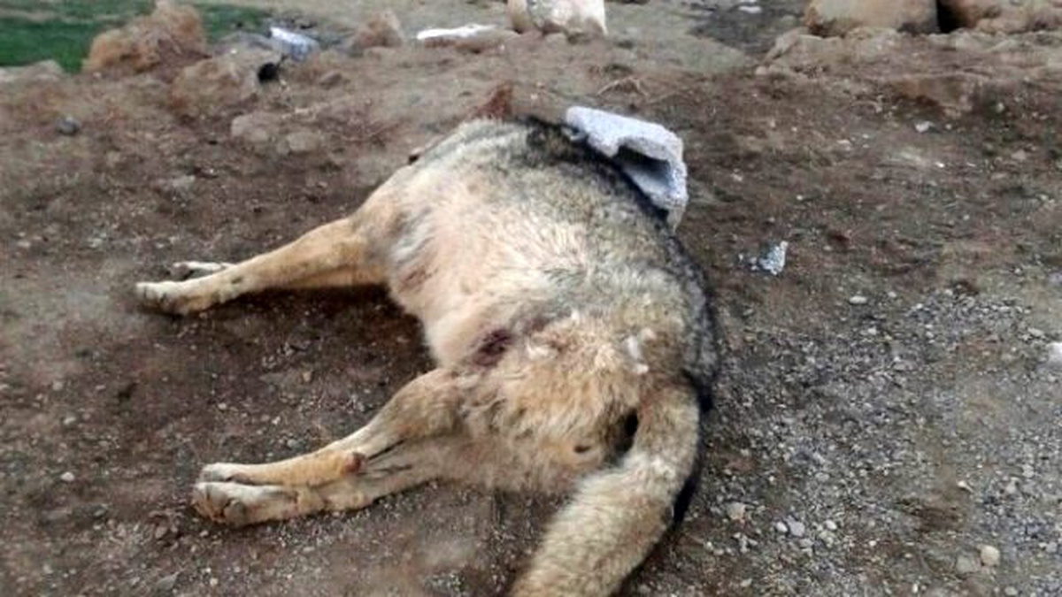 Beldeye İnen Aç Kurdu Kangal Köpekleri Boğdu