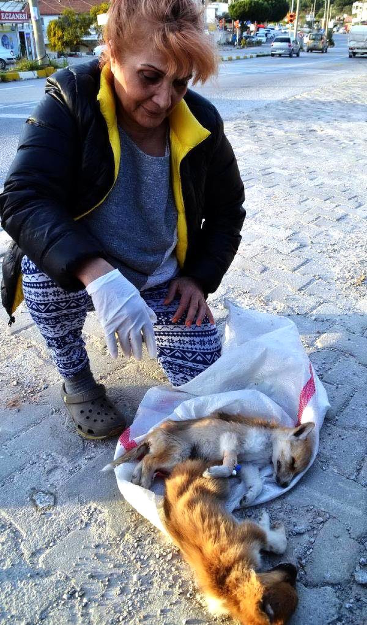 Çöpe Atılan Yavru Köpekler Ölüme Terk Edildi