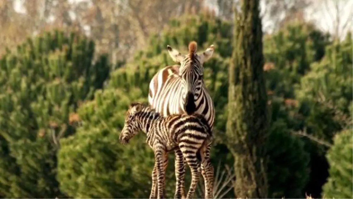 Doğal Yaşam\'ın İlk Yavru Zebrası