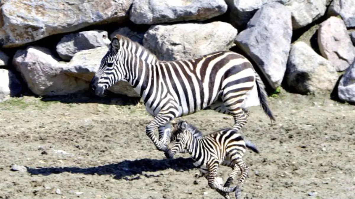 Doğal Yaşam\'ın İlk Zebrası