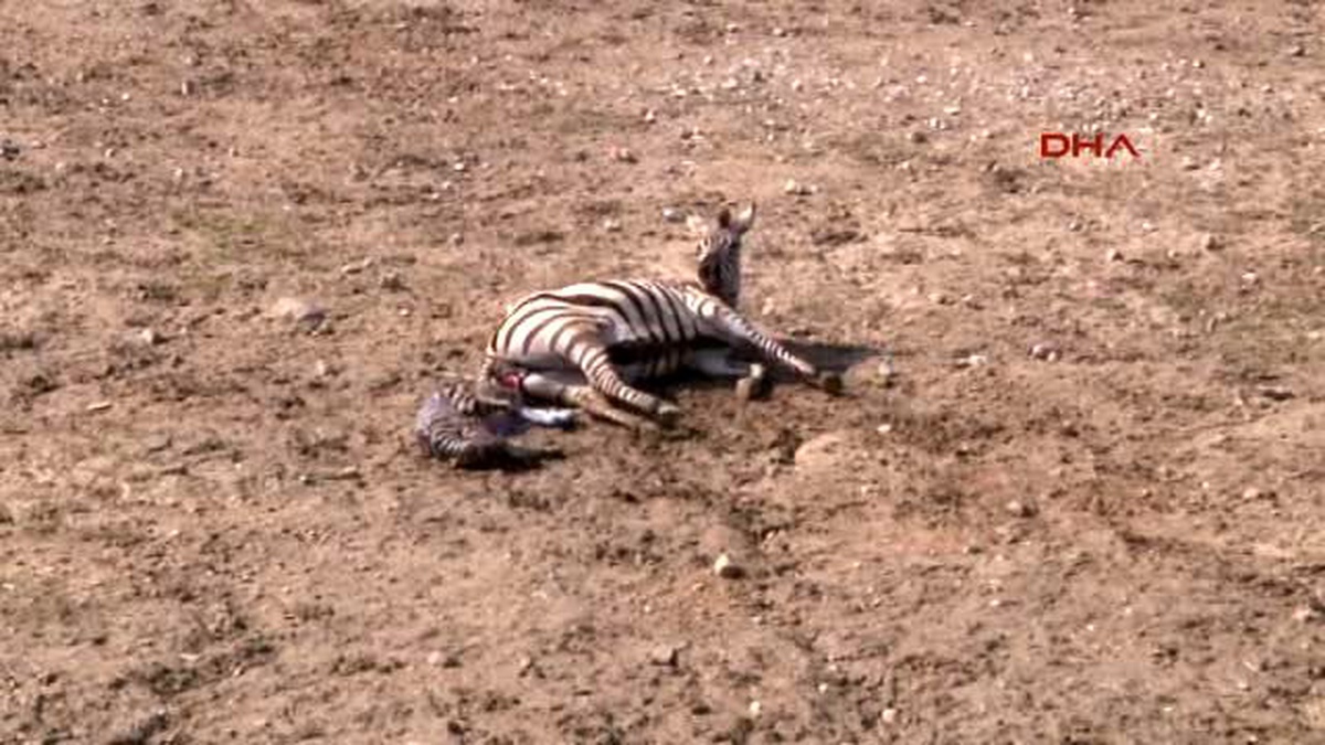 İzmir Doğal Yaşam\'ın İlk Zebrası