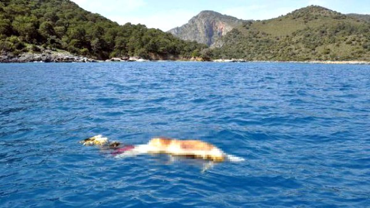 Mersin\'de Dereye Düşen Adamın Cesedi Fethiye\'de Bulundu