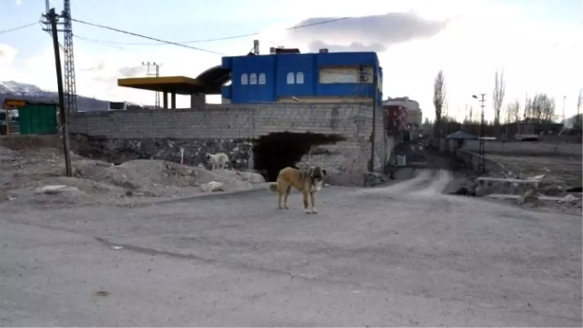 Sokak Köpeklerine Kuduz Aşısı