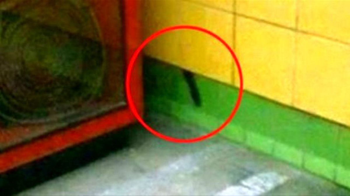 5 Yıl Boyunca Duvarda Sıkışan Kedi Kurtarıldı