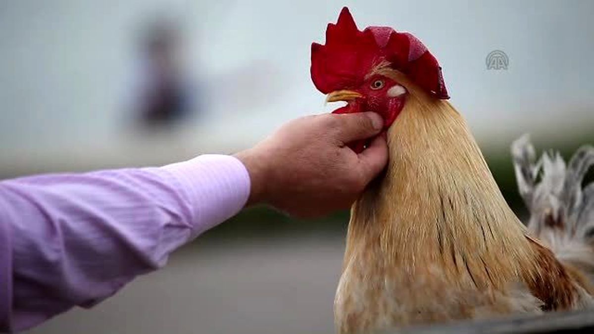 Bu Behlül Başka Behlül! Okey Bile Oynuyor