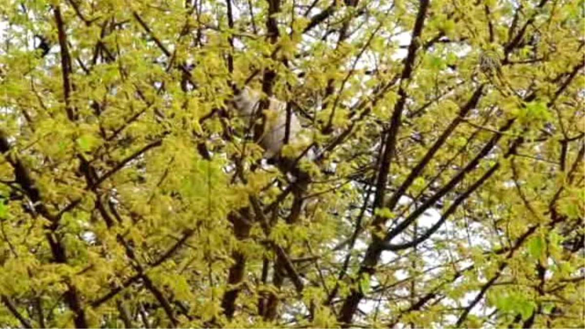 Dut Ağacında Mahsur Kalan Kedi Kurtarıldı