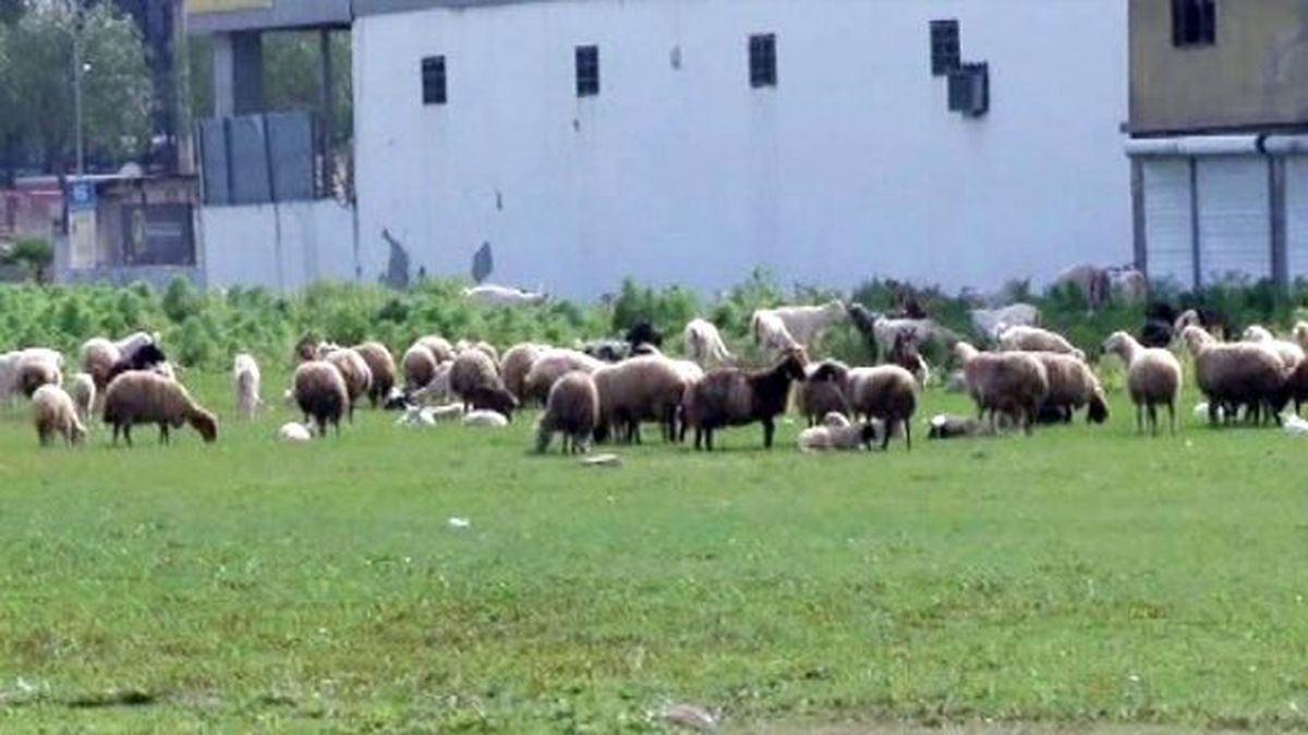 Elektrik Kablosu Teli Koptu, 2 Koyun Telef Oldu