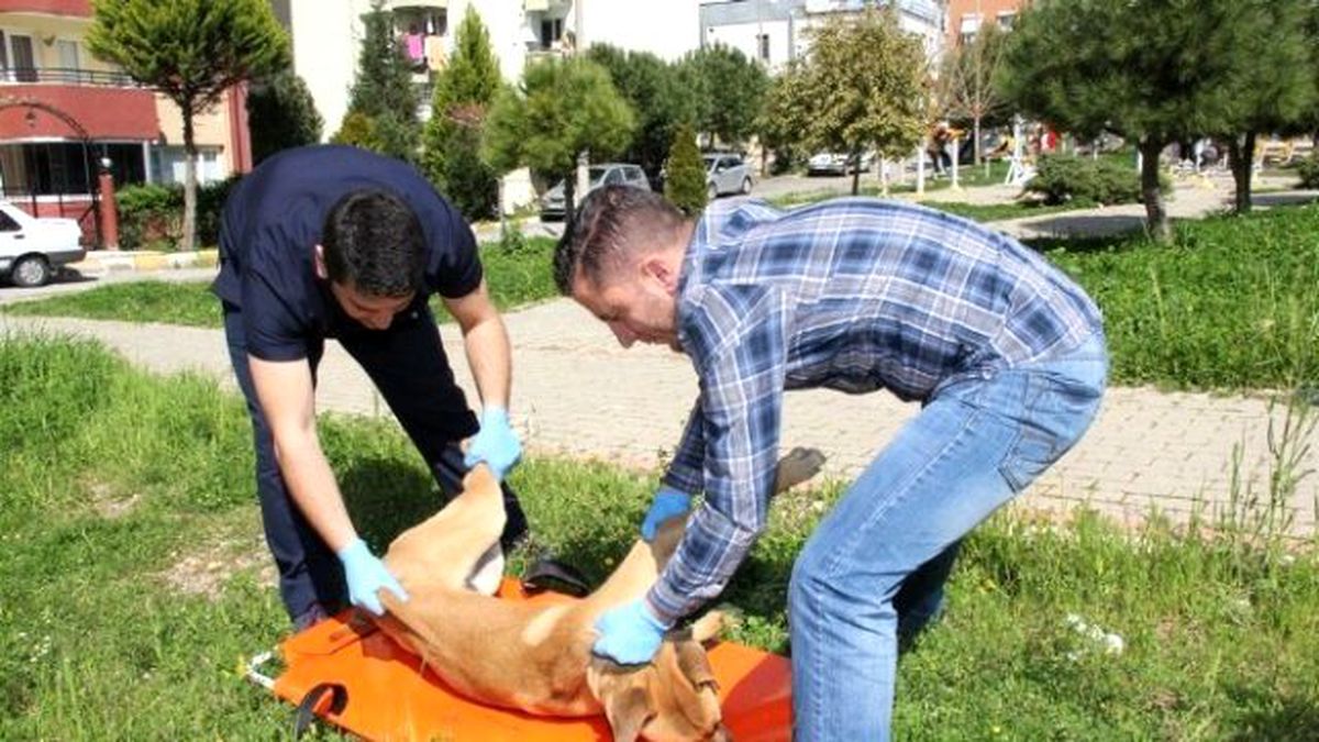 Hayvan Ambulansı ile Can Buluyorlar