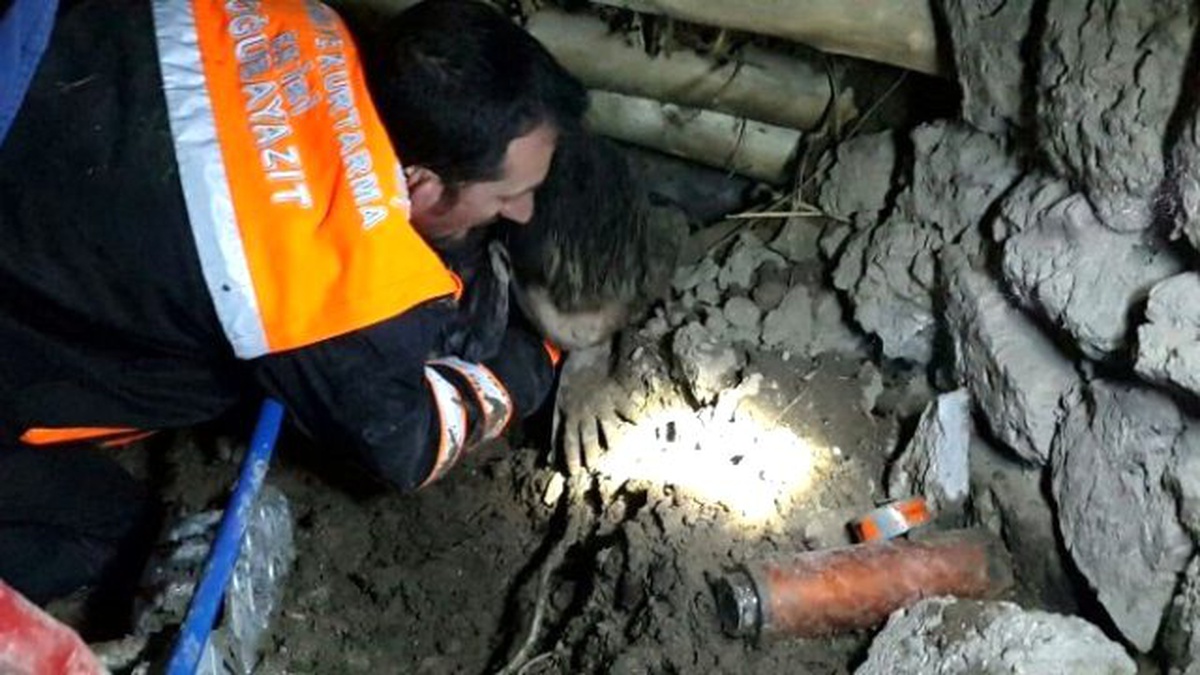 Köpek Yavruları İçin Az Kalsın Canından Oluyordu