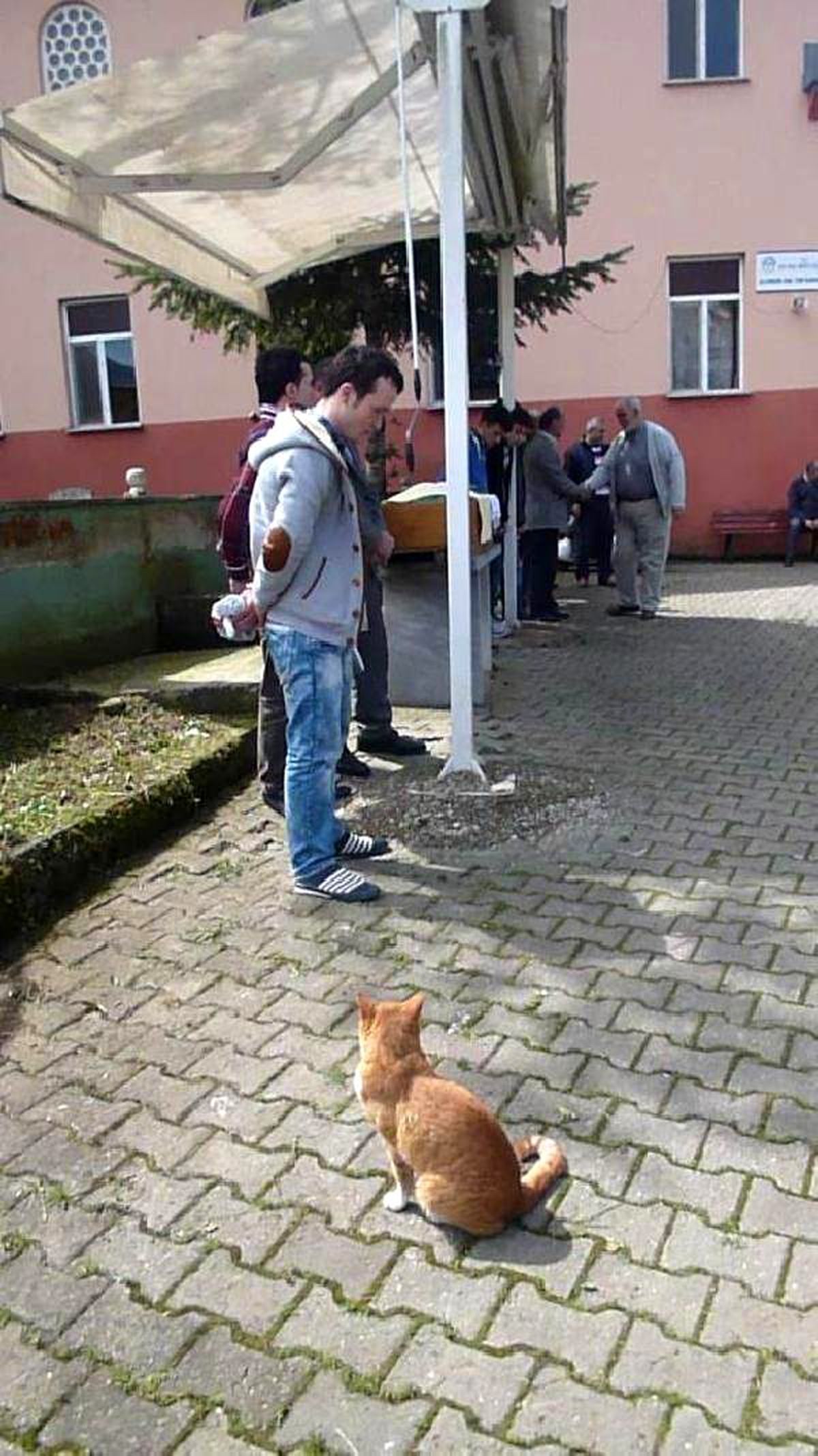 Sahibi Ölen Kedi Cenazede Tabutun Yanından Ayrılmadı