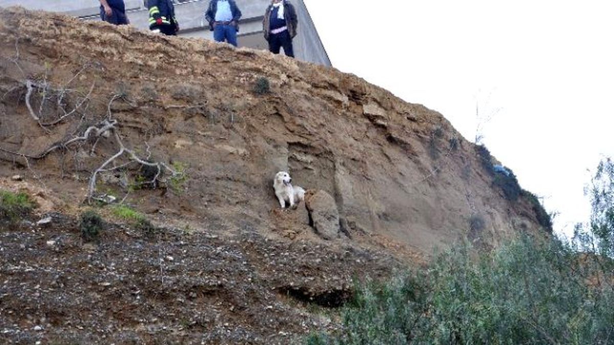 Uçurumda Mahsur Kalan Köpeği İtfaiye Kurtardı