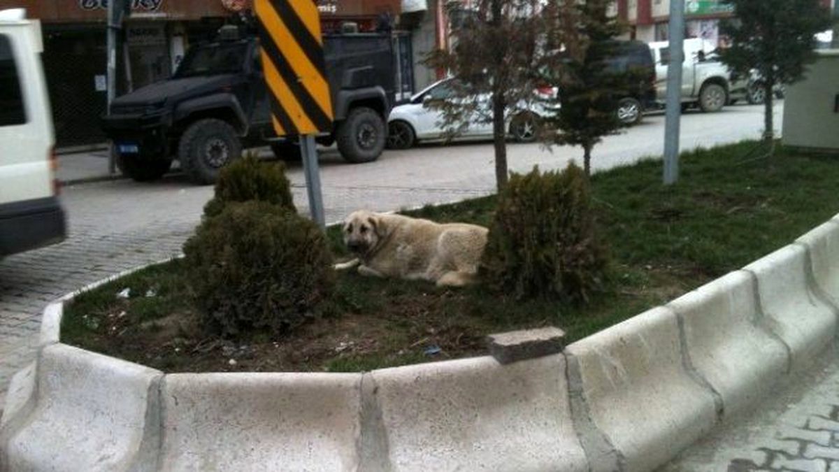 Yeşillendirilen Orta Refüjler Onlara Kaldı