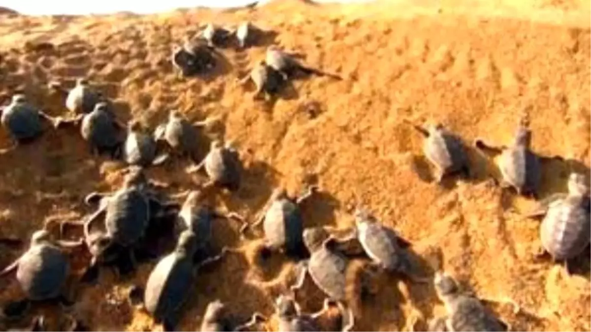 Yavru Kaplumbağaların Tehlikeli 100 Metre Koşusu