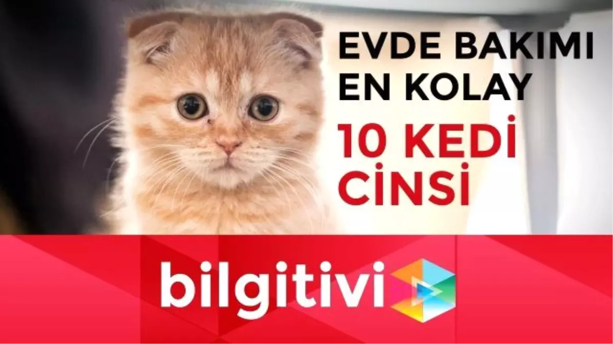 Evde Bakımı En Kolay 10 Kedi Cinsi