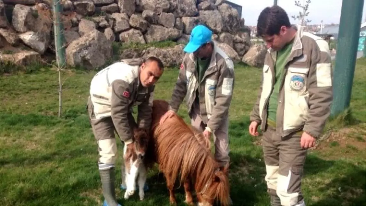 Hayvanat Bahçesinin Yeni Yavrusu